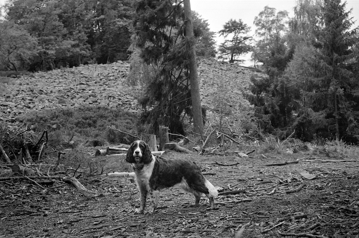 Natur Hund Taunus